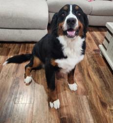 Reunited Male Dog last seen Rocky Manor & Chislestone Ln. , Katy, TX 77449