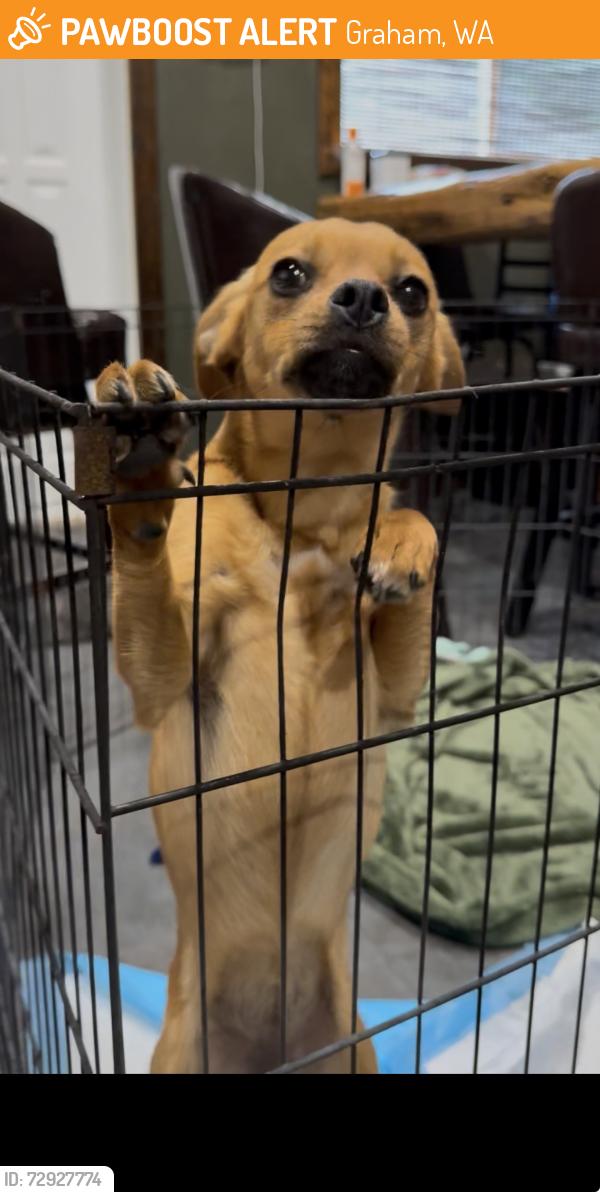 Found/Stray Female Dog last seen Meridian 229th Graham Hay Market, Graham, WA 98338