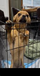Found/Stray Female Dog last seen Meridian 229th Graham Hay Market, Graham, WA 98338