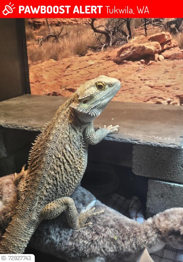 Lost Male Reptile last seen 17th and desmoines memorial, close to red apple, Tukwila, WA 98168