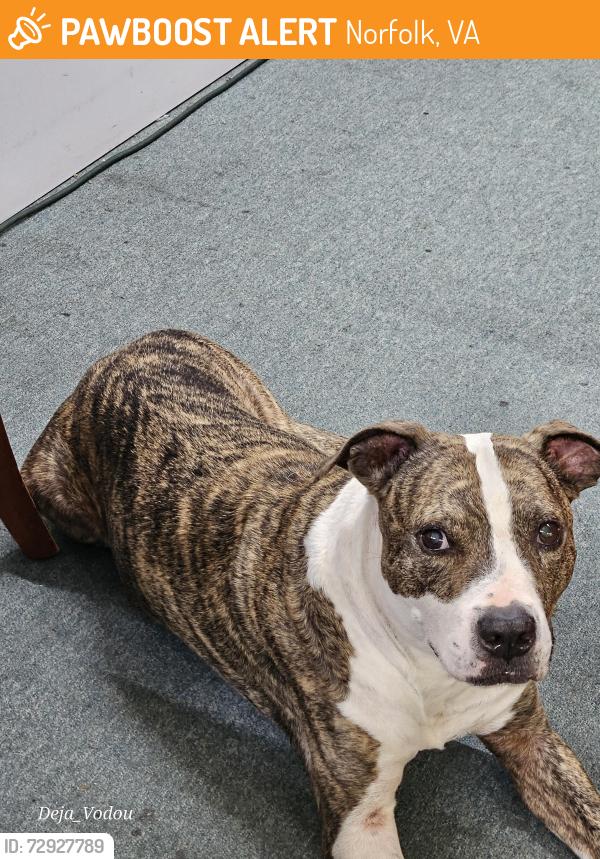 Found/Stray Male Dog last seen Near north military highway , Norfolk, VA 23518