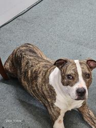 Found/Stray Male Dog last seen Near north military highway , Norfolk, VA 23518