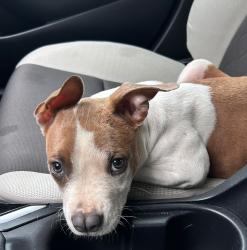 Reunited Female Dog last seen Near Park on  Sweetwater, Lawrenceville GA 30044, Lawrenceville, GA 30044