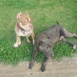 Found/Stray Male Dog last seen Near Oakland Hills Dr, Oakland, TN 38060
