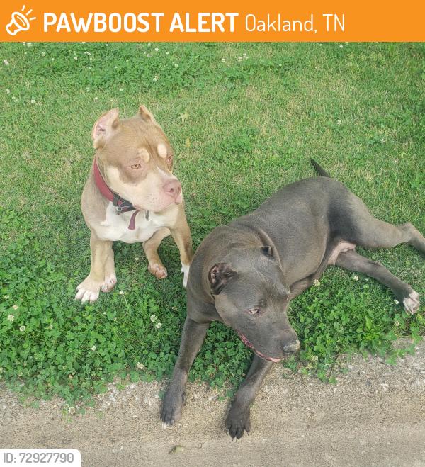 Found/Stray Male Dog last seen Near Oakland Hills Dr, Oakland, TN 38060