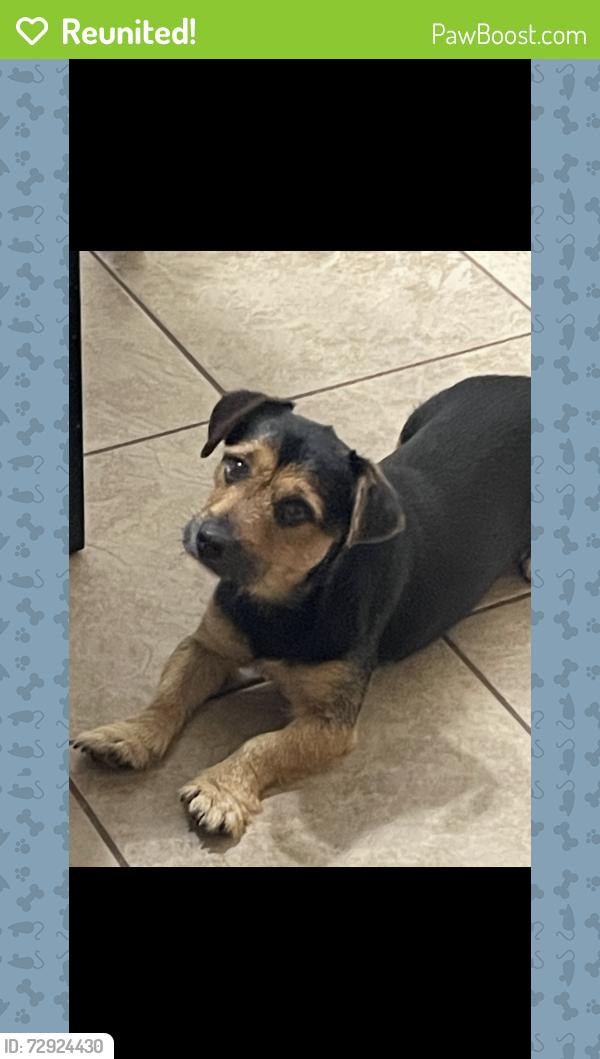 Reunited Male Dog last seen Near New hope road , Rogers, AR 72756