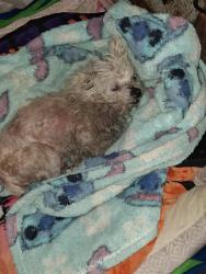 Reunited Male Dog last seen Near Montgomery Ave, Concord, CA 94519, USA, Concord, CA 94519