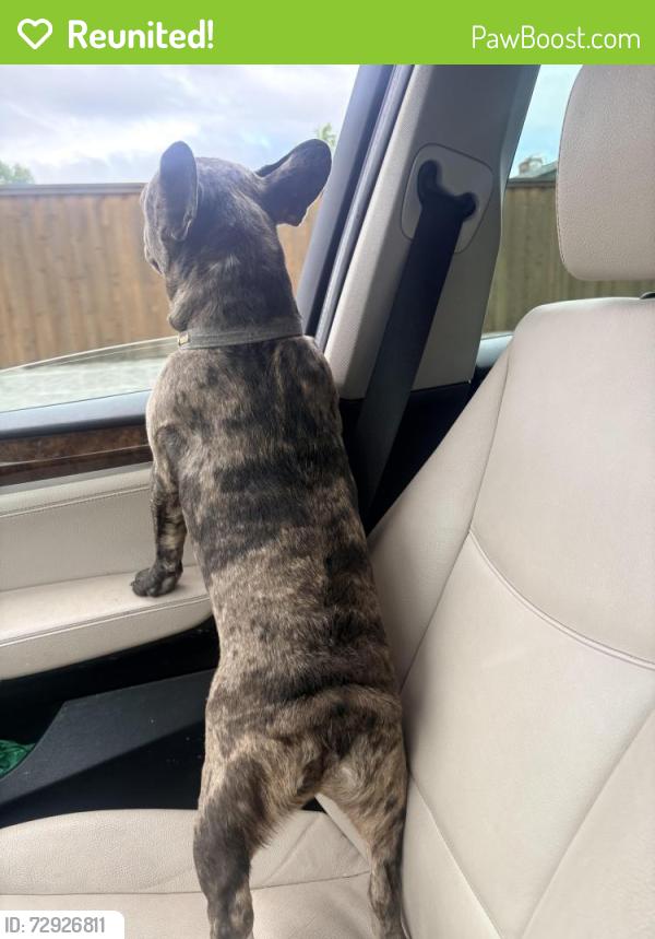 Reunited Male Dog last seen Greenback lane, Citrus Heights, CA 95610