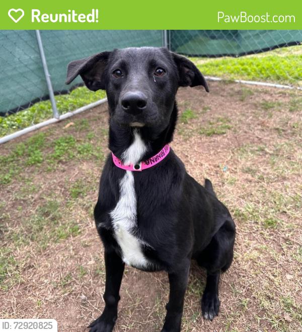 Reunited Female Dog last seen Alton Flea Market, Alton, TX 78573