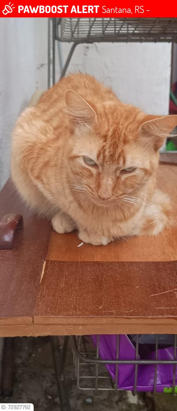 Lost Male Cat last seen Rua Monsenhor Veras 201, Santana, RS 90450-190