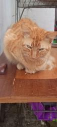 Lost Male Cat last seen Rua Monsenhor Veras 201, Santana, RS 90450-190