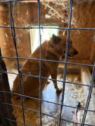 Reunited Male Dog last seen Oxford Road, Mulvane, KS 67110