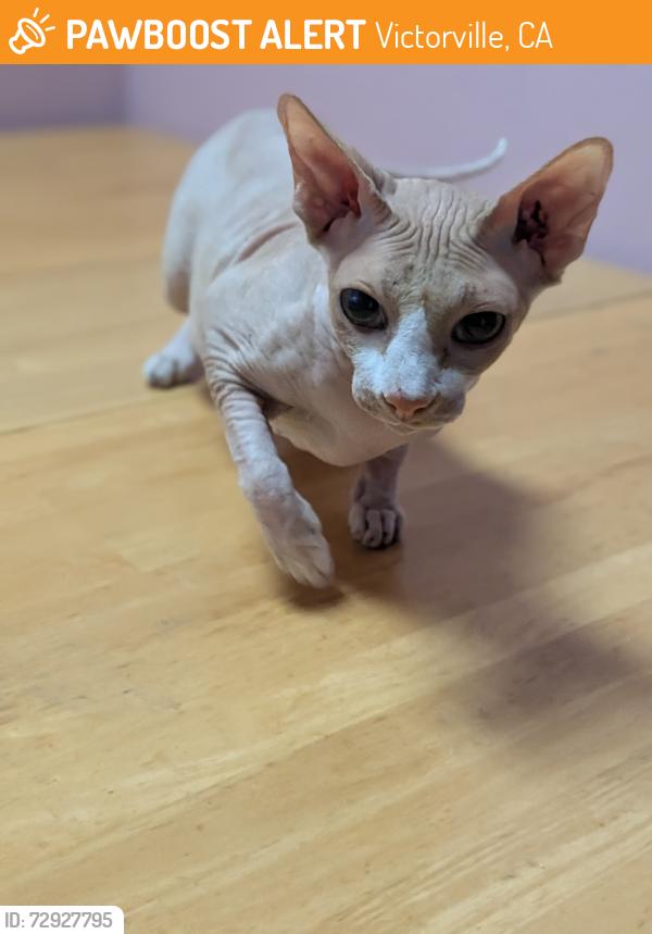 Found/Stray Unknown Cat last seen 7th, Victorville, CA 92307