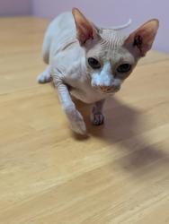 Found/Stray Unknown Cat last seen 7th, Victorville, CA 92307