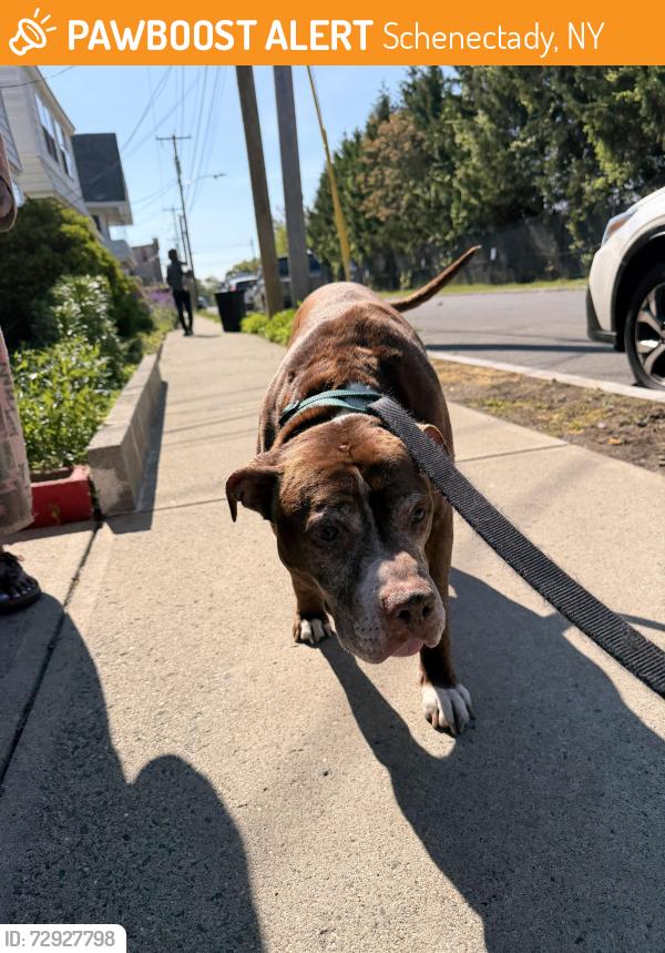 Found/Stray Male Dog last seen 10th Ave Schenectady , Schenectady, NY 12303