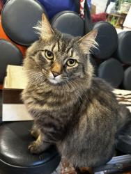 Lost Male Cat last seen Near se 45th , Fall City, WA 98024