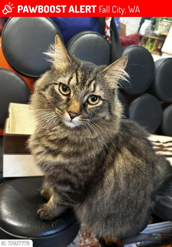Lost Male Cat last seen Near se 45th , Fall City, WA 98024