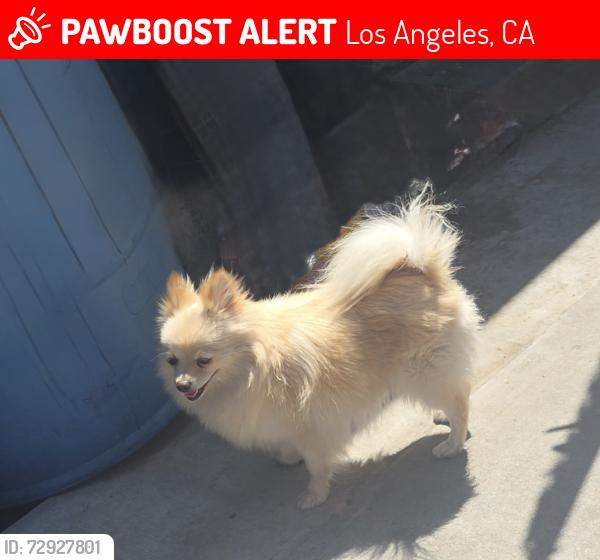 Lost Female Dog last seen Hooper / 59st, Los Angeles, CA 90001
