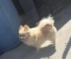 Lost Female Dog last seen Hooper / 59st, Los Angeles, CA 90001