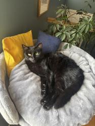 Reunited Male Cat last seen Danny Kendrick park west , Arvada, CO 80004