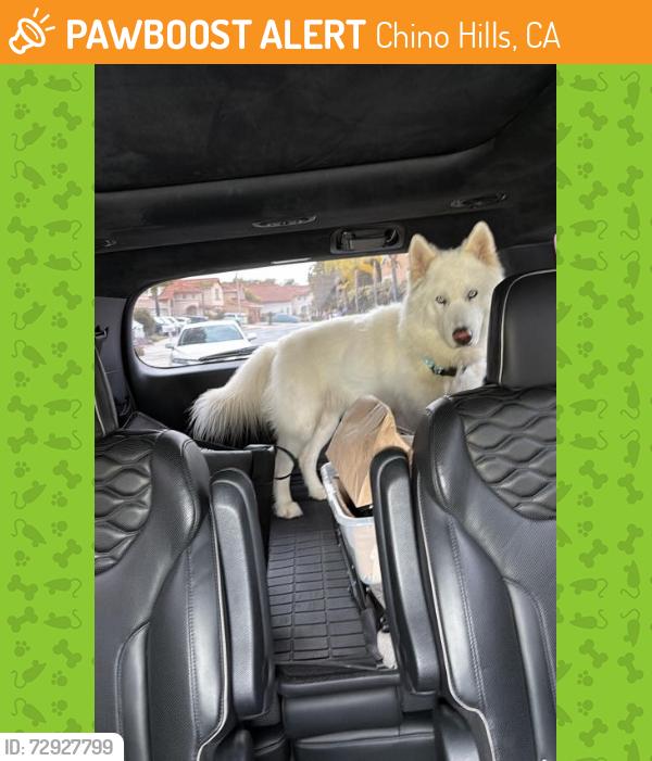 Found/Stray Unknown Dog last seen Torrey Pines & Cypress Point CHINO HILLS CA , Chino Hills, CA 91709