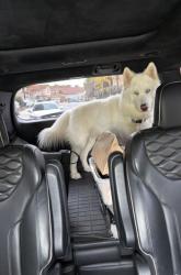 Found/Stray Unknown Dog last seen Torrey Pines & Cypress Point CHINO HILLS CA , Chino Hills, CA 91709