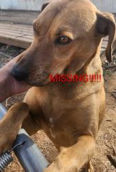 Lost Female Dog last seen S. Center and Mesquite St., Archer City, TX 76351