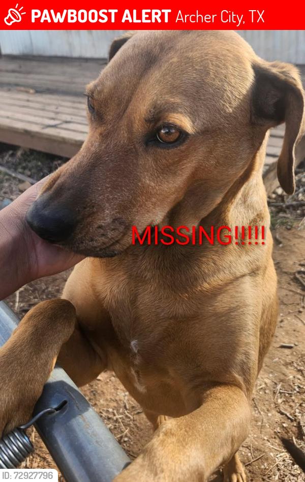 Lost Female Dog last seen S. Center and Mesquite St., Archer City, TX 76351