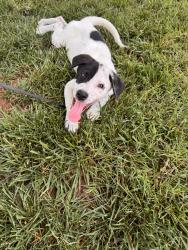 Found/Stray Male Dog last seen Dorchester Dr & Waverly , Nichols Hills, OK 73114