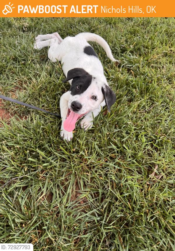 Found/Stray Male Dog last seen Dorchester Dr & Waverly , Nichols Hills, OK 73114