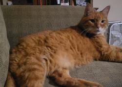 Reunited Male Cat last seen Near NW 119th St, Oklahoma City, OK 73120, USA, Oklahoma City, OK 73120