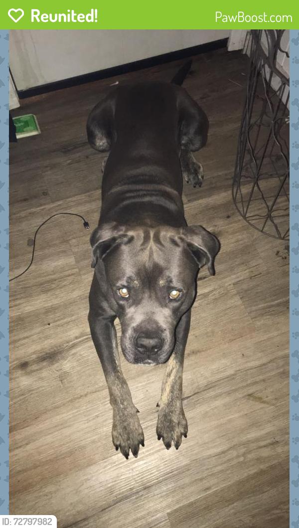 Reunited Male Dog last seen Main and Griffin. , Los Angeles, CA 90031