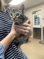 Shelter Stray Female Cat last seen , TX , Fort Worth, TX 76119