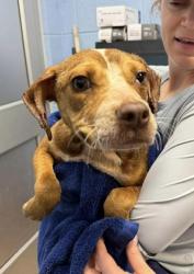Shelter Stray Male Dog last seen , 30032, GA, Atlanta, GA 30341