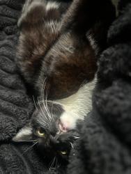 Lost Male Cat last seen Near racetrac in gallatin off greenlea, Hendersonville, TN 37075