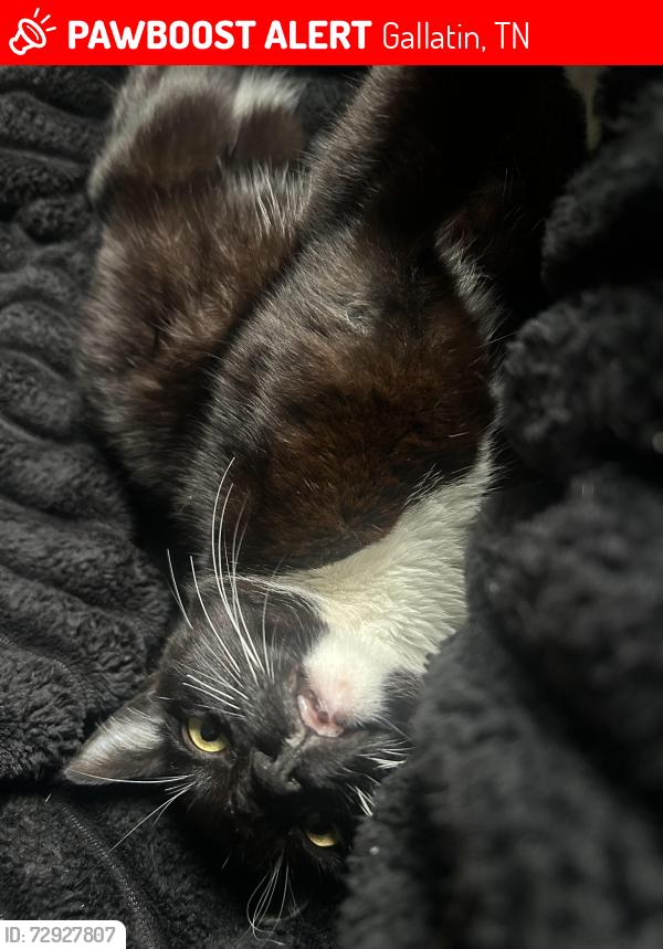 Lost Male Cat last seen Near racetrac in gallatin off greenlea, Hendersonville, TN 37075