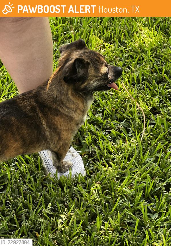 Found/Stray Female Dog last seen Energy corridor , Houston, TX 77077