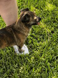 Found/Stray Female Dog last seen Energy corridor , Houston, TX 77077