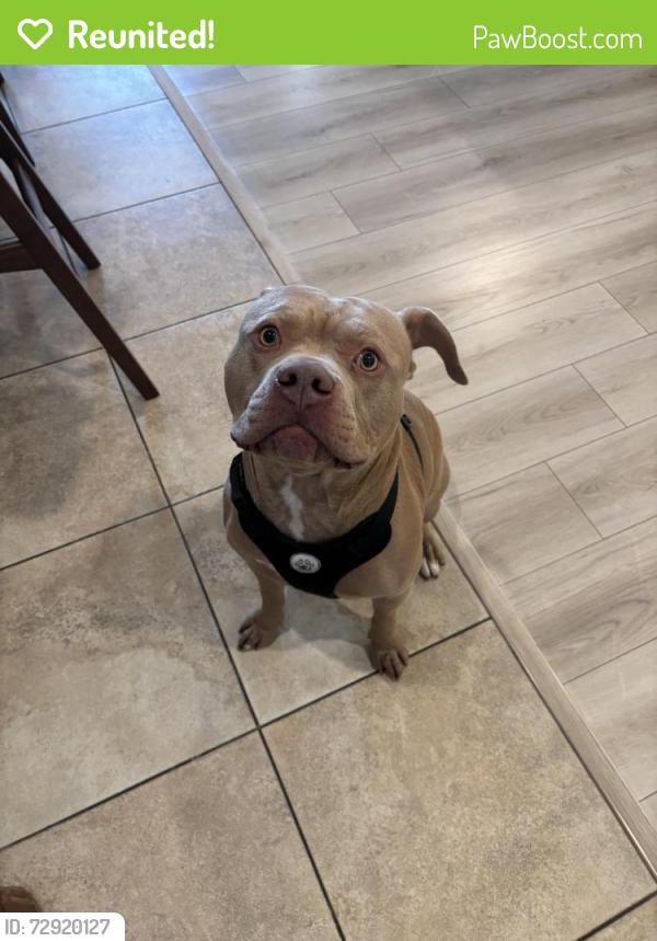 Reunited Male Dog last seen Universal Studios, Los Angeles, CA 90068