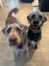 Lost Male Dog last seen Lake Point, Lake Point, UT 84074