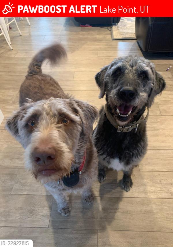 Lost Male Dog last seen Lake Point, Lake Point, UT 84074