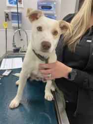 Shelter Stray Female Dog last seen Gastonia, NC 28056, Gastonia, NC 28052