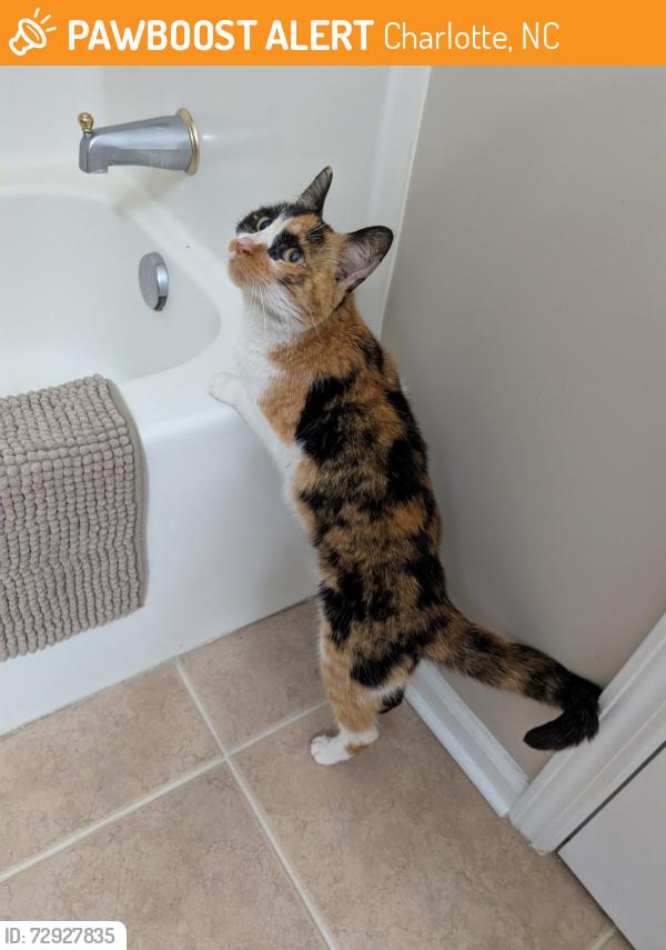 Found/Stray Female Cat last seen Clark Creek Parkway, Charlotte, NC 28269