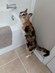 Found/Stray Female Cat last seen Clark Creek Parkway, Charlotte, NC 28269