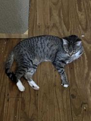 Lost Female Cat last seen Johnston St. and Harding St., Baker, LA 70714