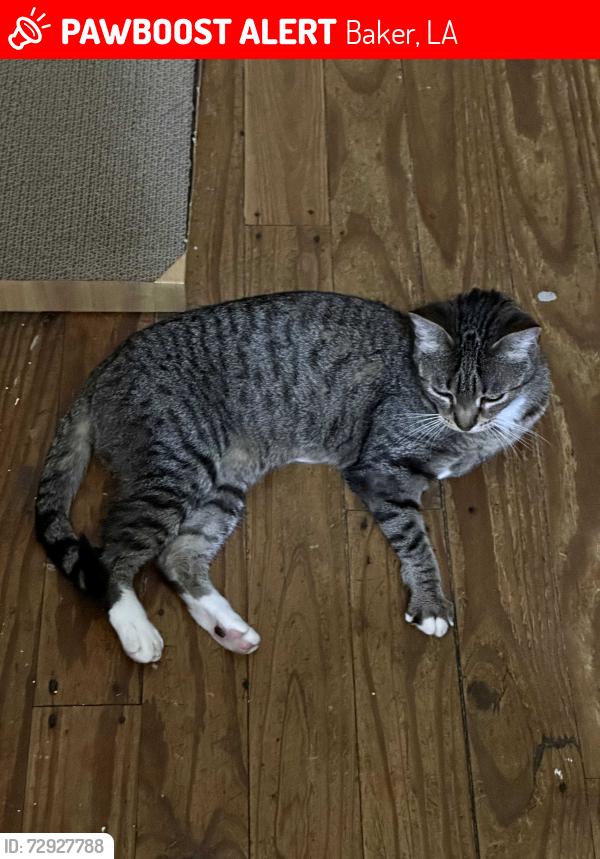 Lost Female Cat last seen Johnston St. and Harding St., Baker, LA 70714