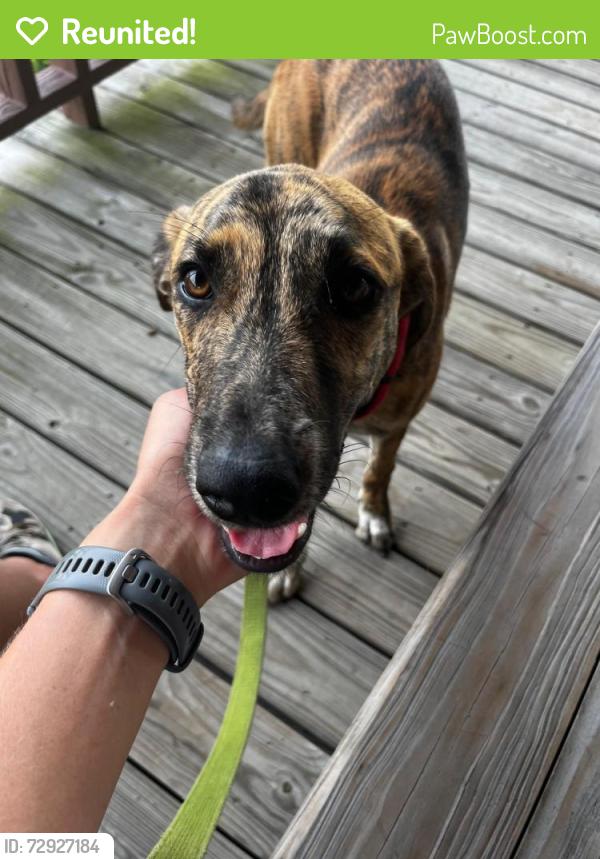 Reunited Female Dog last seen Timrod Park, Florence, SC 29501
