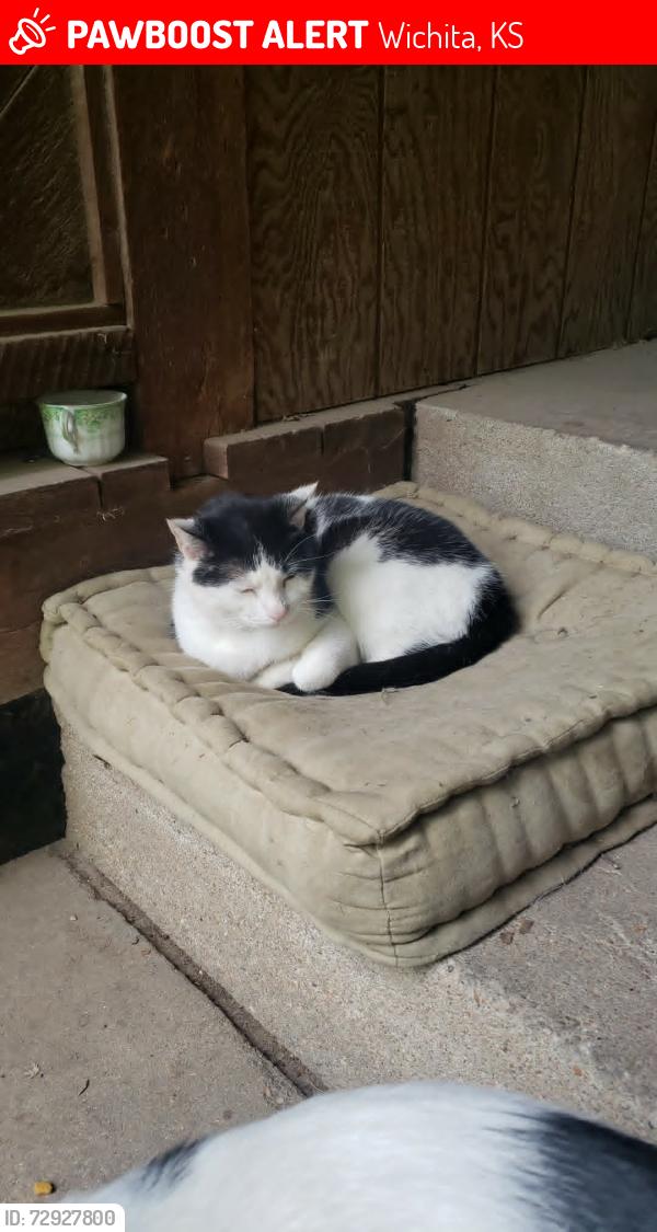 Lost Female Cat last seen Fairmount Park, Wichita, KS 67208