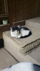 Lost Female Cat last seen Fairmount Park, Wichita, KS 67208