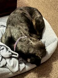 Reunited Female Dog last seen Paseo Cardiel, San Diego, CA 92129
